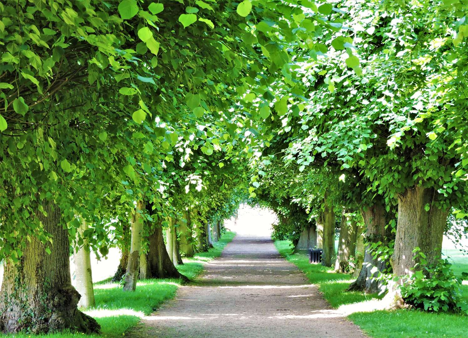 The Lime Walk at Penshurst Place