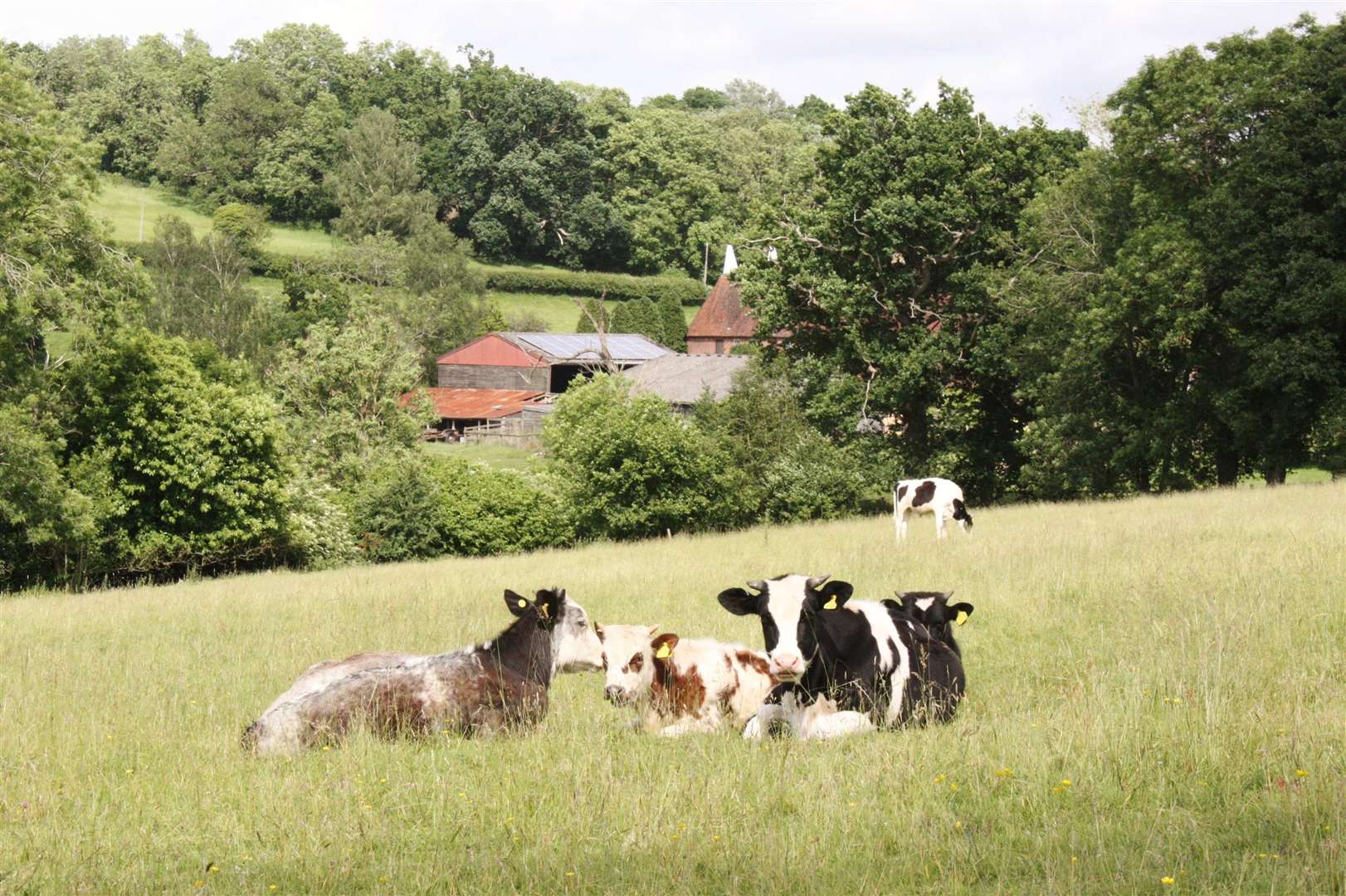 Get to know the locals at Frame Farm